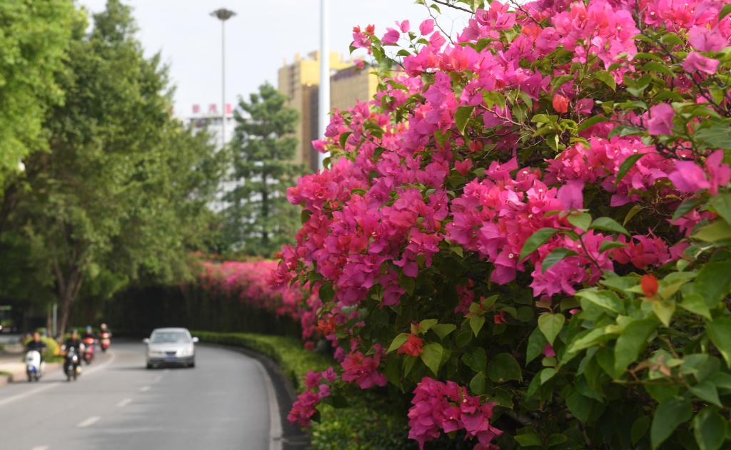 Guangxi: Paisaje de flores en Nanning