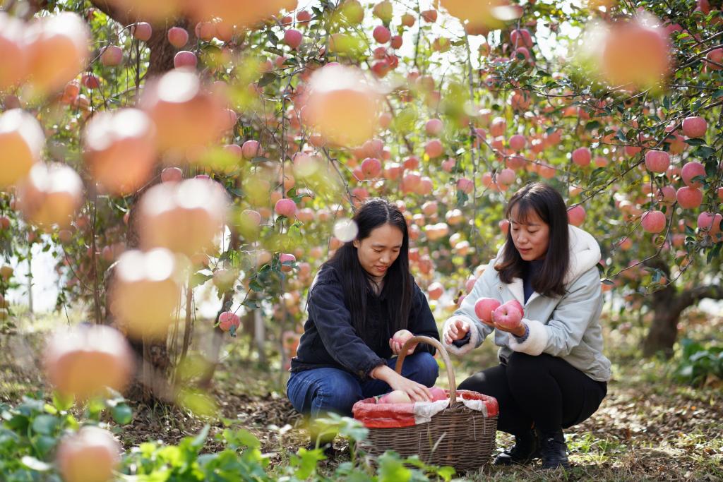 Hebei: Huerto de manzanas en aldea de Gangdi