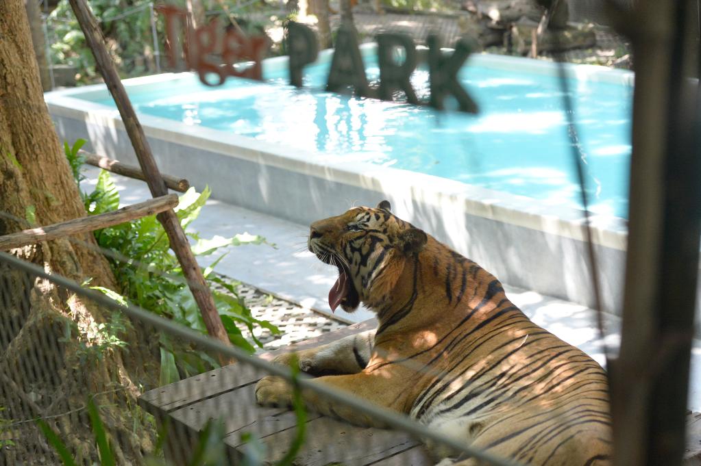 Parque de Tigres en Pattaya, Tailandia