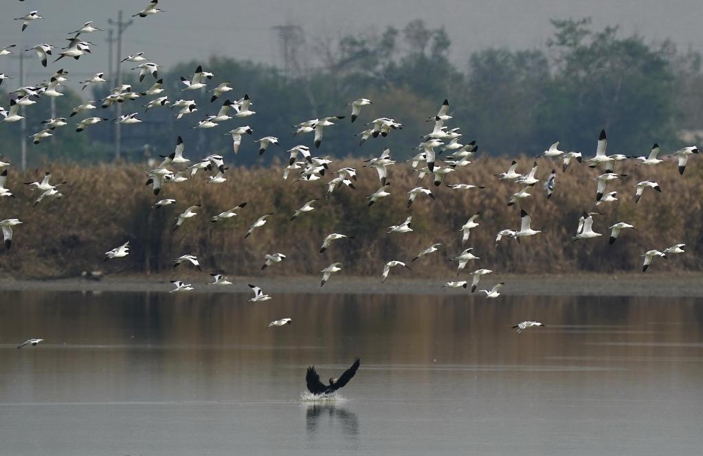 Hebei: Aves migratorias en Humedal Caofeidian en Tangshan