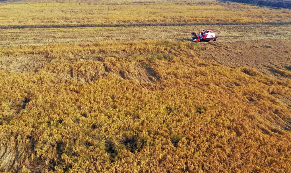 Hebei: Agricultores cosechan arroz en campos de aldea Nanpanshi