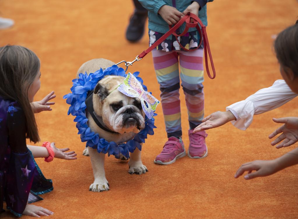 Perros mascotas con disfraces en competencia en San Francisco, Estados Unidos