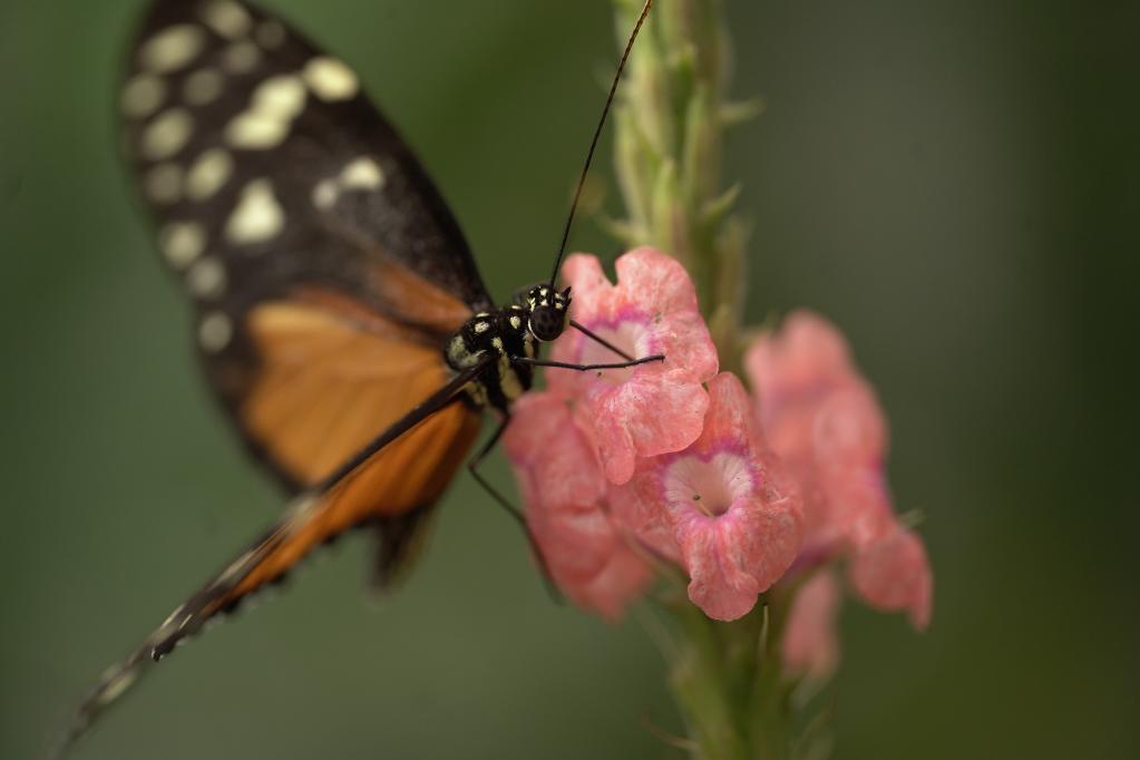 Panamá: Mariposario Butterfly Heaven en El Valle de Antón en Coclé