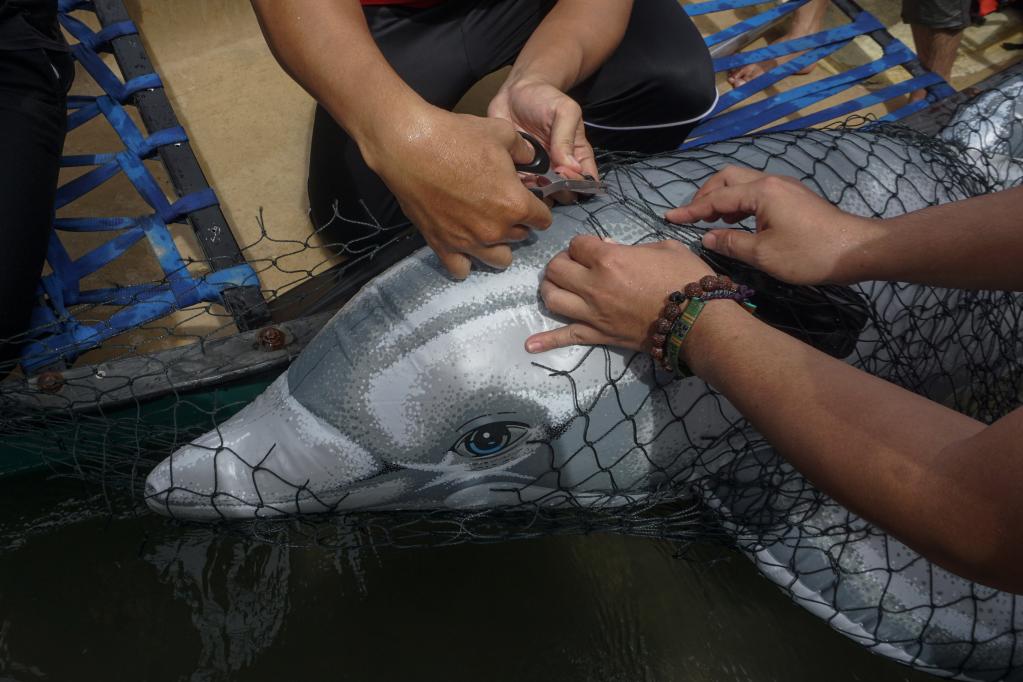 Indonesia: Entrenamiento sobre técnicas para manejo de mamíferos varados en la playa