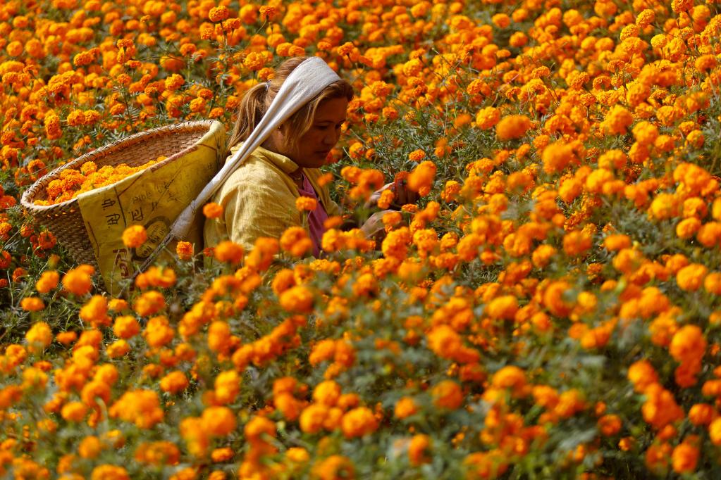 Mujer recoge flores de cempasúchil en Katmandú, Nepal