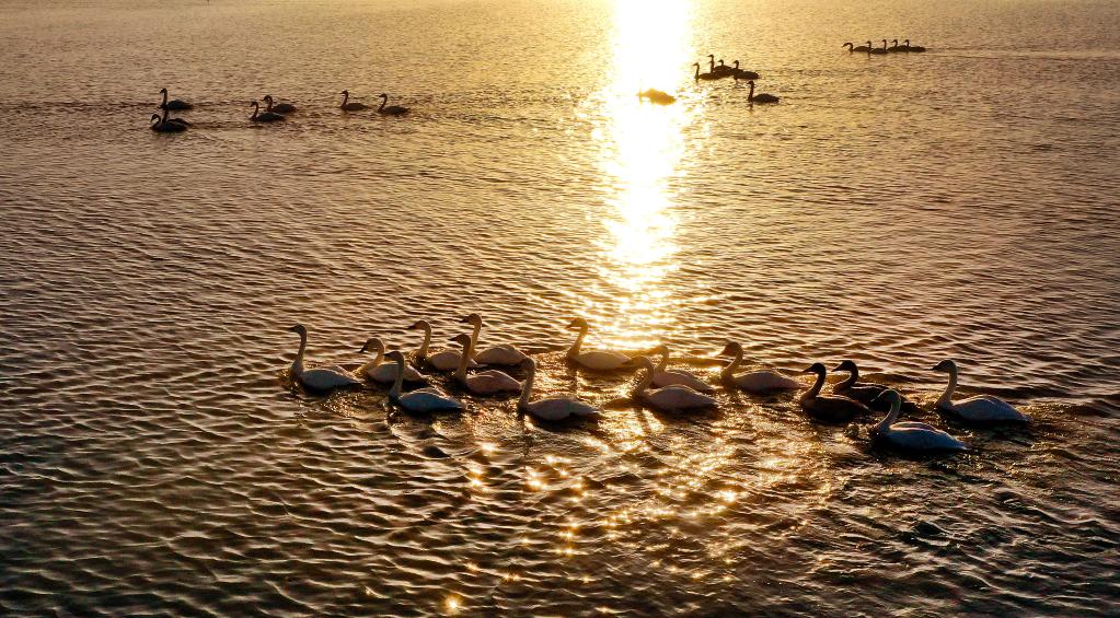 Shaanxi: Cisnes y gansos salvajes en la Reserva del Humedal de Hongjiannao