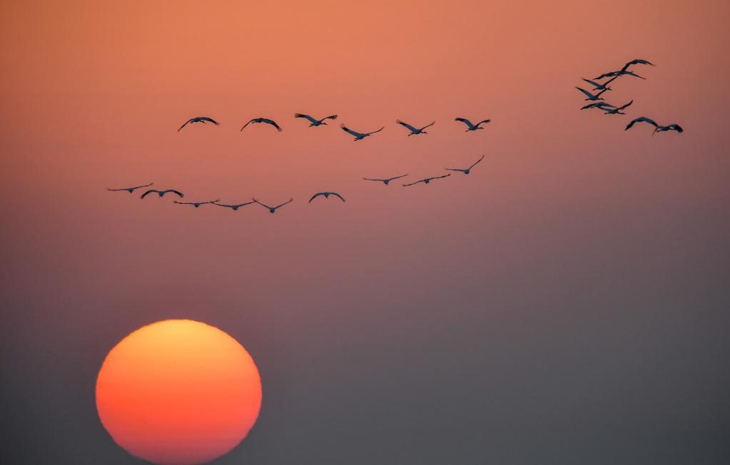 Jilin: Aves migratorias vuelan sobre Reserva Natural Nacional de Momoge