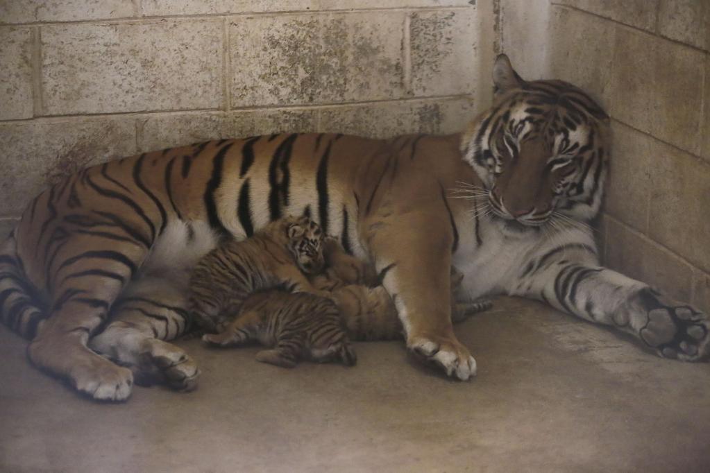 México: Cachorros de tigre de Bengala descansan con su madre en zoológico
