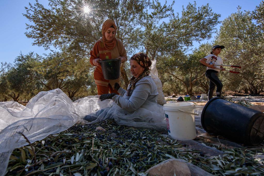 Personas cosechan aceitunas en el norte de Israel