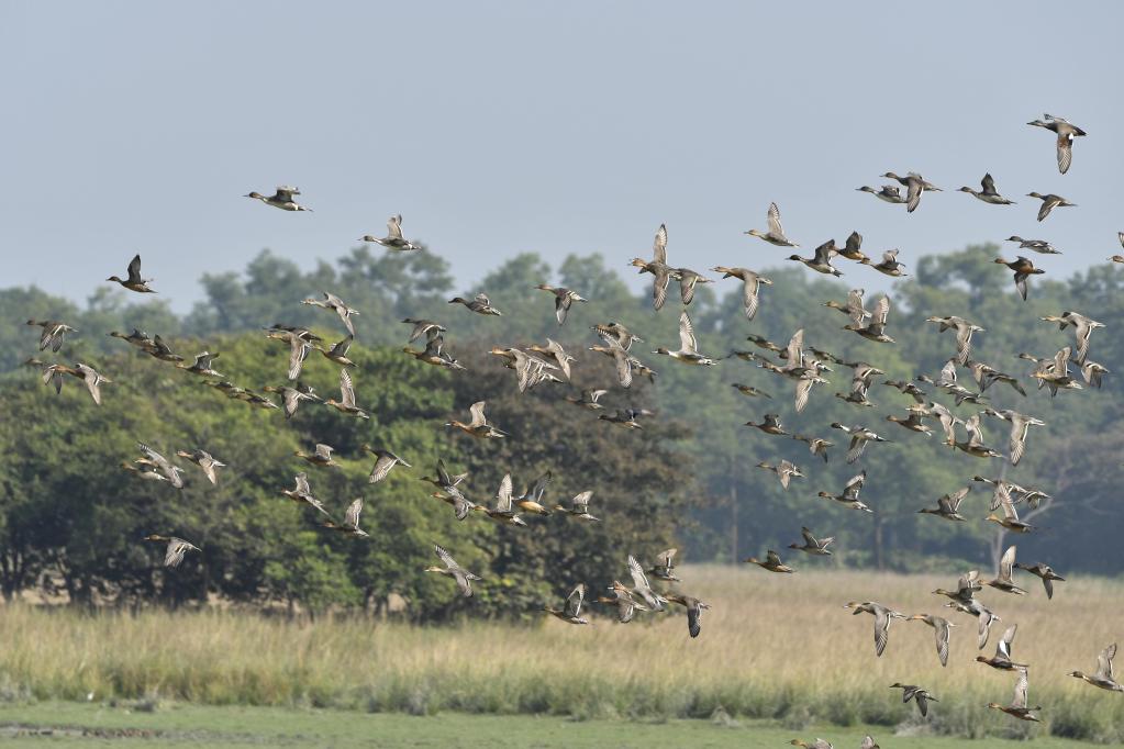 Aves migratorias en Santuario de Vida Silvestre Pobitora, India
