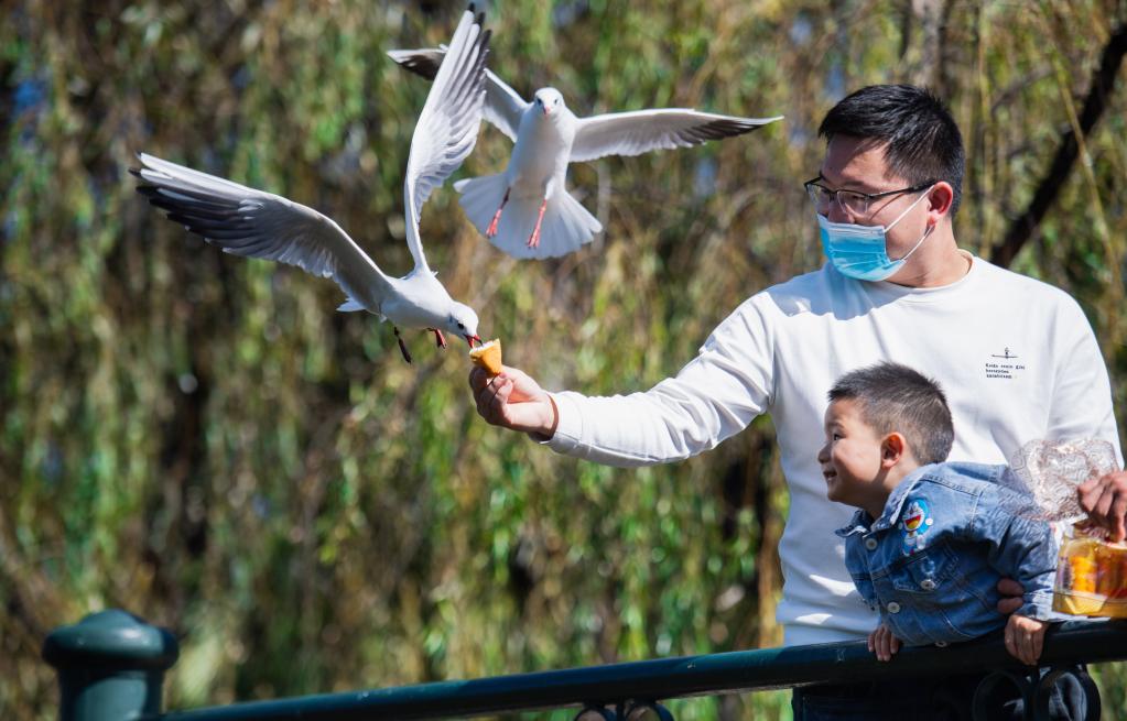 Personas alimentan a gaviotas de cabeza negra en parque Cuihu, Kunming