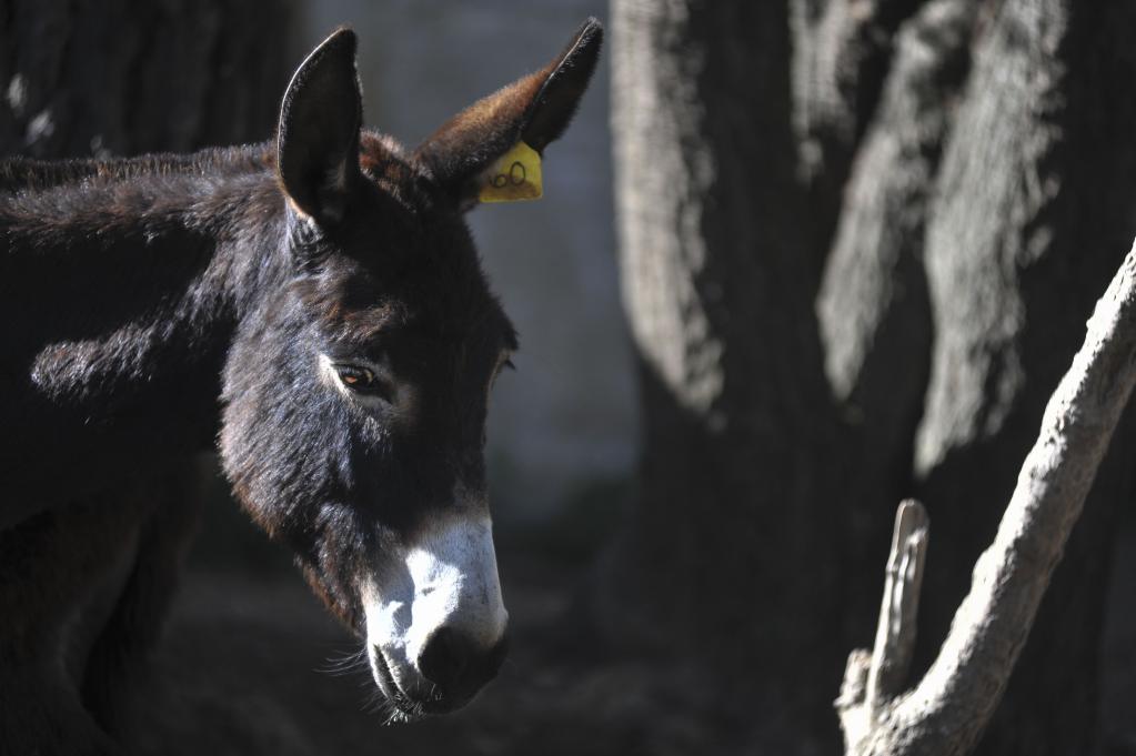 México: Granja que opera como un santuario para conservación de burro mexicano en municipio de Españita en Tlaxcala