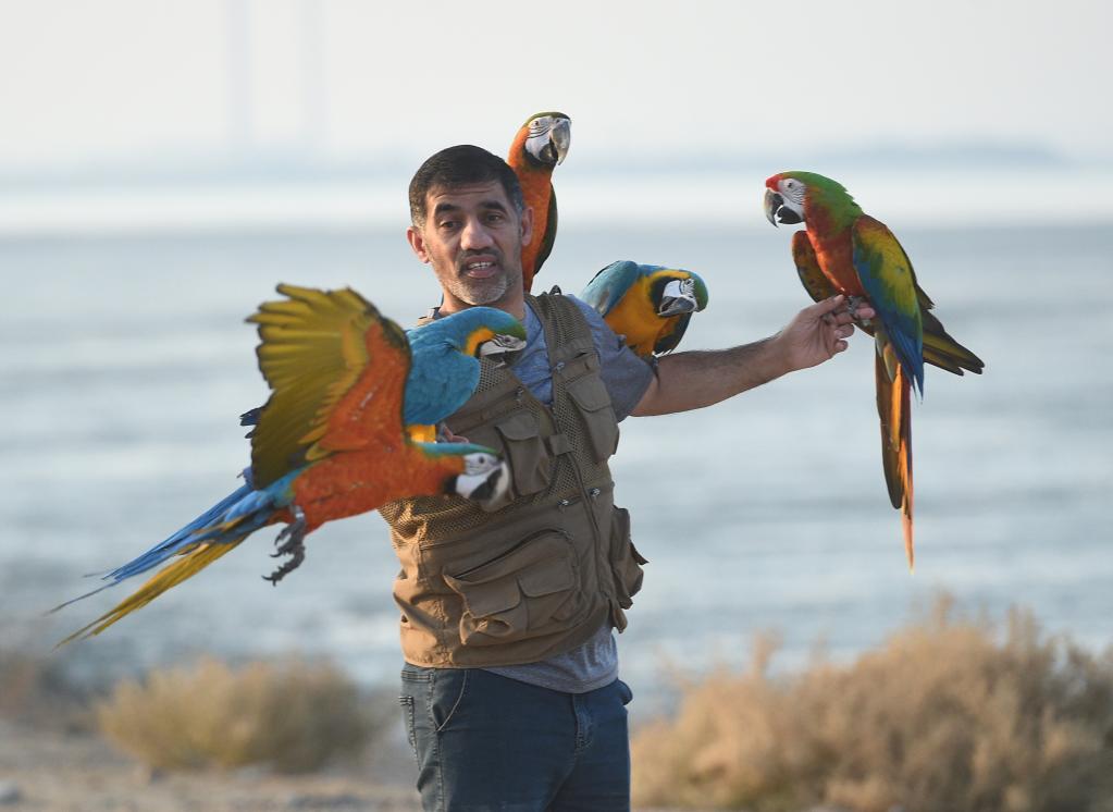 Kuwait: Entusiastas de aves entrenan loros durante espectáculo de entrenamiento
