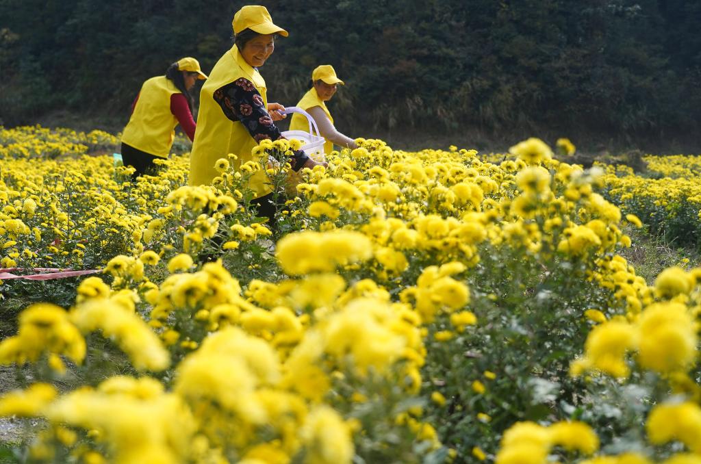 Jiangxi: Agricultores recogen crisantemos de montaña en Nanchang