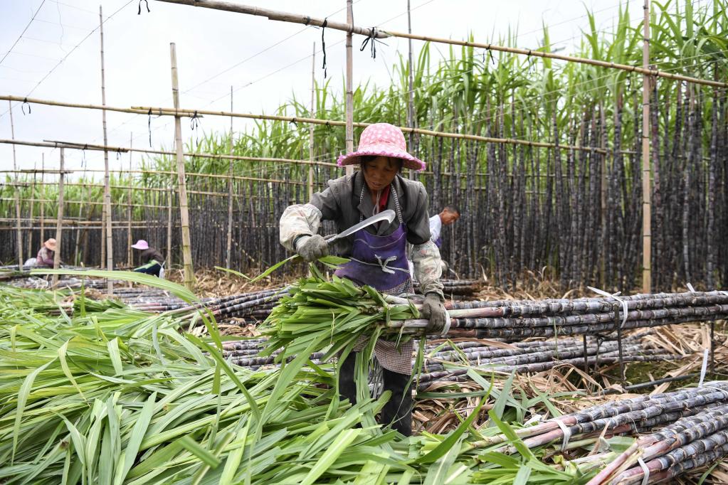 Guangdong: Agricultores cosechan caña de azúcar en Shaoguan