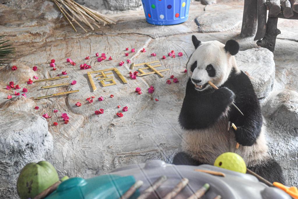 Pandas gigantes en Parque Tropical de Vida Silvestre y Jardín Botánico de Hainan