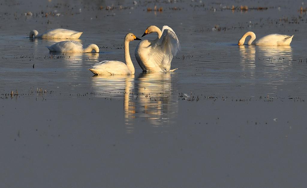 Hunan: Unos 3.000 cisnes pequeños llegan al humedal del lago Donggu