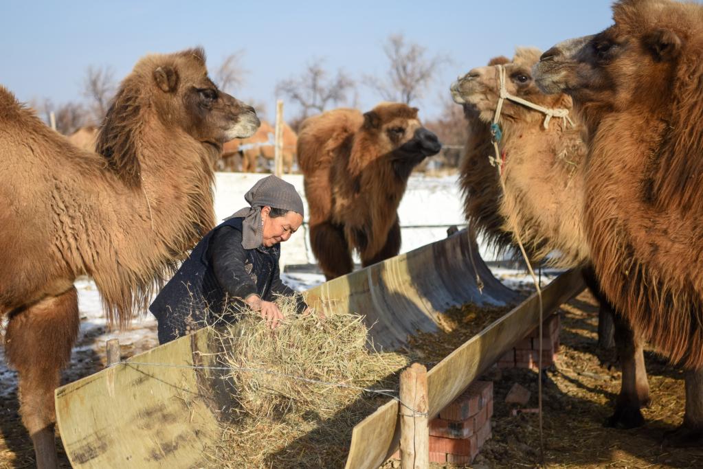 Xinjiang: Cría de camellos se ha desarrollado en una industria pilar en Fuhai