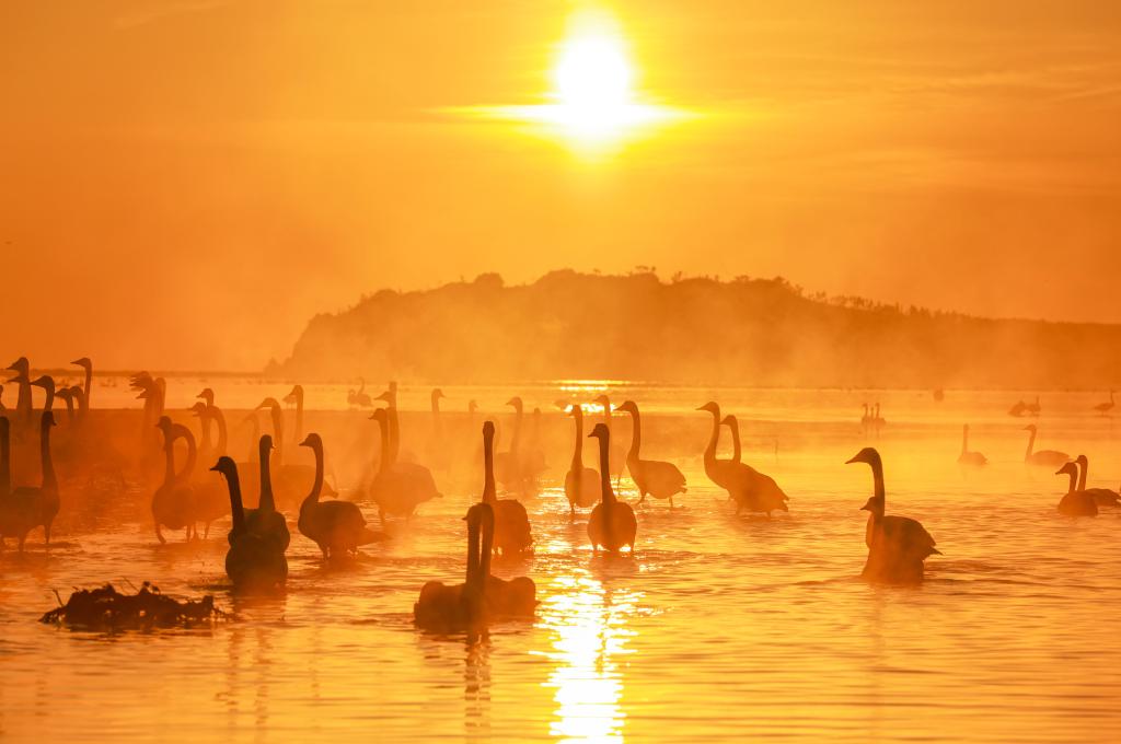 Cisnes cantores en reserva natural nacional en Rongcheng, Shandong