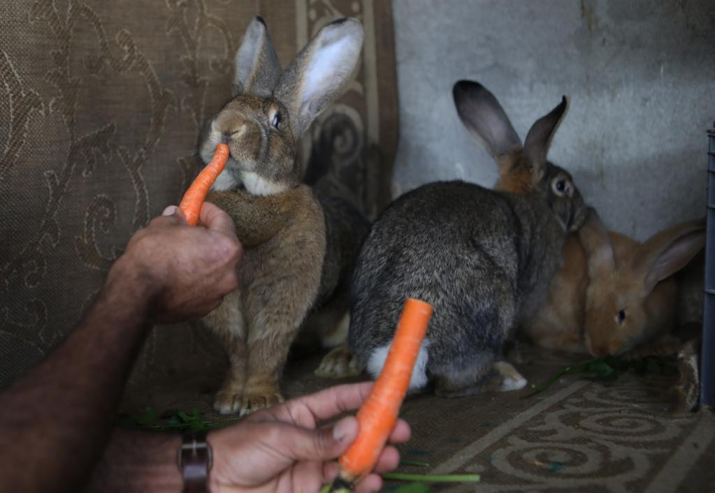 Hombre cría conejos gigantes alemanes y belgas en aldea cisjordana de Dura
