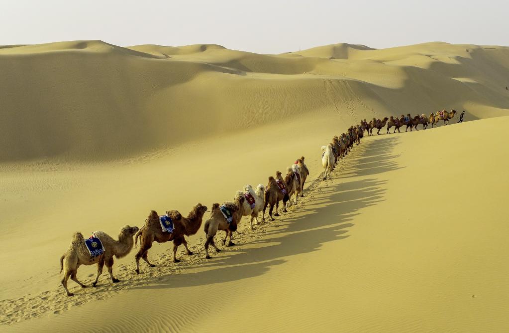 Manada de camellos en Desierto de Kubuqi, Mongolia Interior
