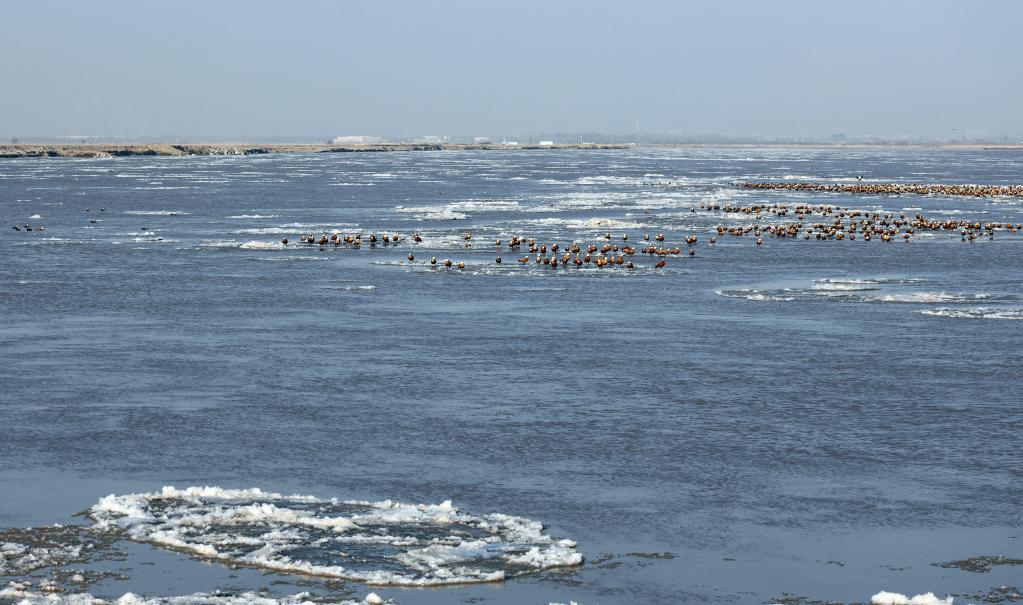 Aves en tramo medio del río Amarillo en Mongolia Interior