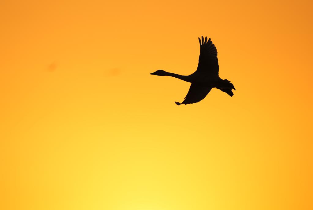 Numerosas aves migratorias llegan al humedal frente al lago Poyang