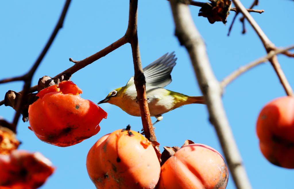Shanghai: Pájaro ojos blancos picotea caqui sobre árbol de caqui fructífero