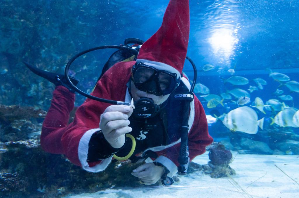 Hungría: Buzo disfrazado de Santa Claus nadan en estanque en Zoológico de Tiburones Tropicarium