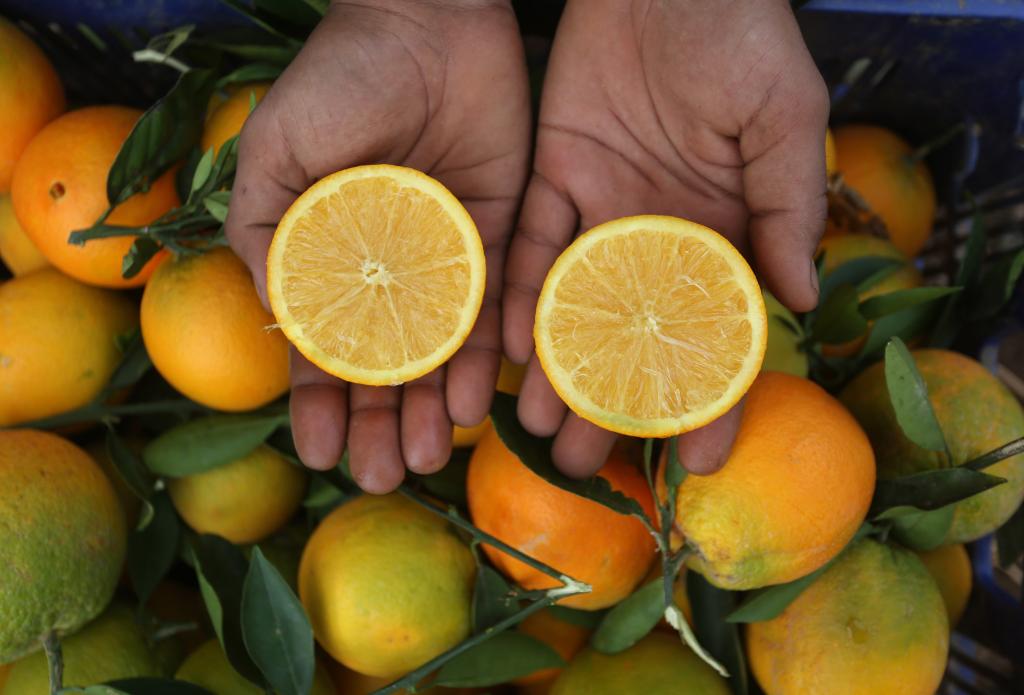 Agricultores recolectan naranjas en una granja en aldea de Al-Nasaria