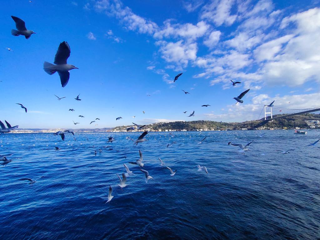 Gaviotas vuelan sobre Estrecho del Bósforo en Estambul, Turquía
