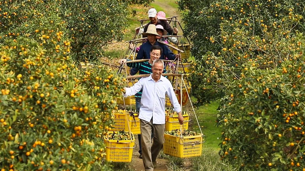 Rong'an: Negocio de plantación de kumquat se ha convertido en una industria fundamental en aumentar los ingresos