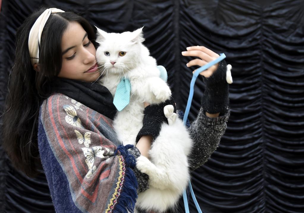 Espectáculo de mascotas en Peshawar, Pakistán