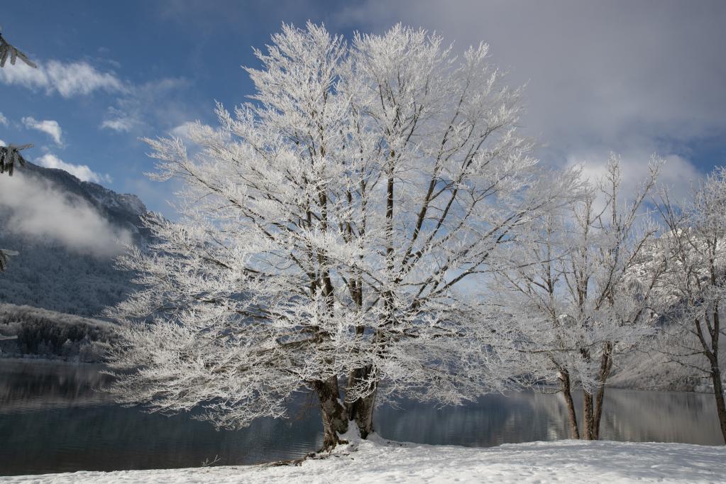 Paisaje de invierno de Lago Bohinj en Parque Nacional Triglav, Eslovenia