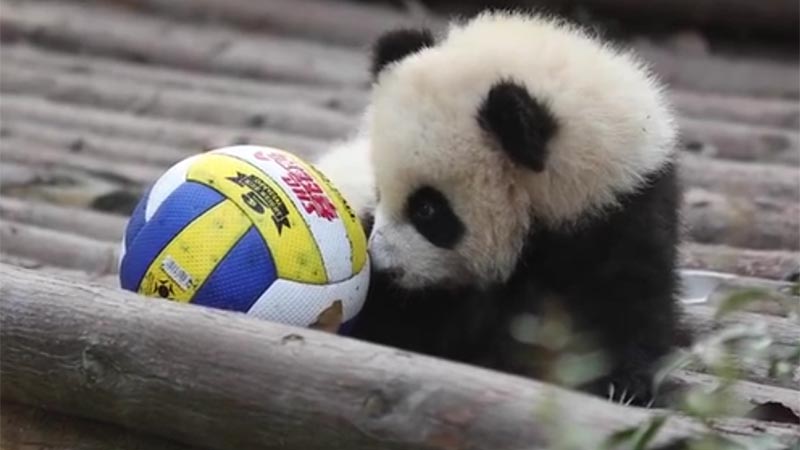 Cachorro de panda gigante juega con pelota
