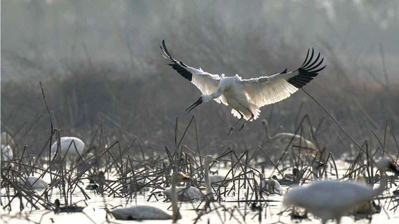 Jiangxi: Numerosas aves migratorias llegan al humedal frente al lago Poyang