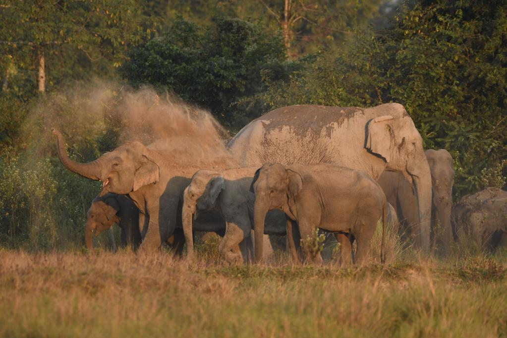 India: Una manada de elefantes salvajes cerca de una aldea