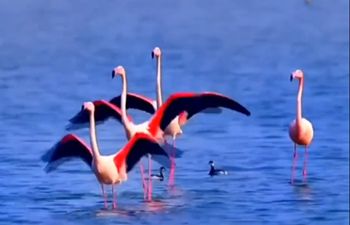 Flamencos migratorios pasan invierno con otras aves en Shanxi