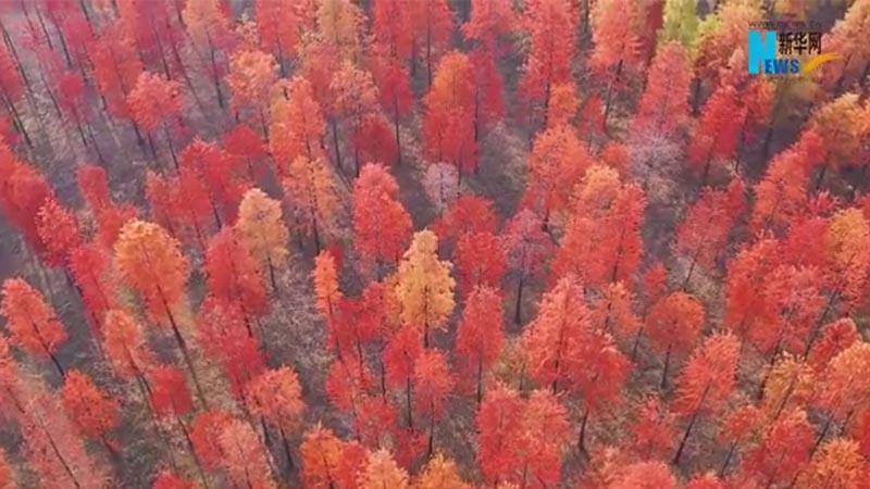 Hubei: Bosque de secuoyas en distrito de Xiaochang