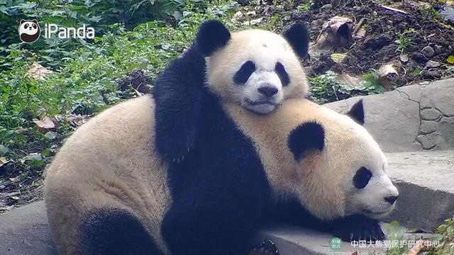 Cachorro de panda gigante acostado con su mamá