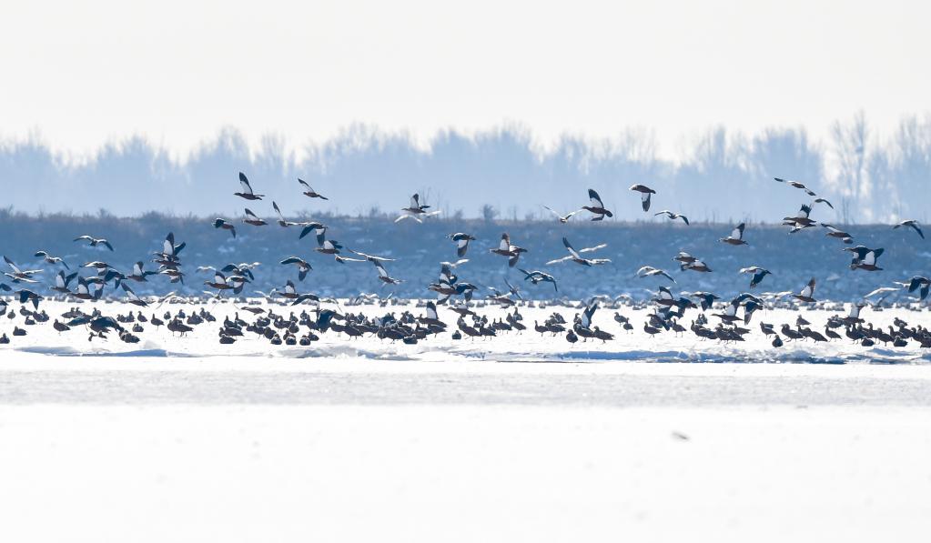 Mongolia Interior: Aves migratorias en reserva Hailiu