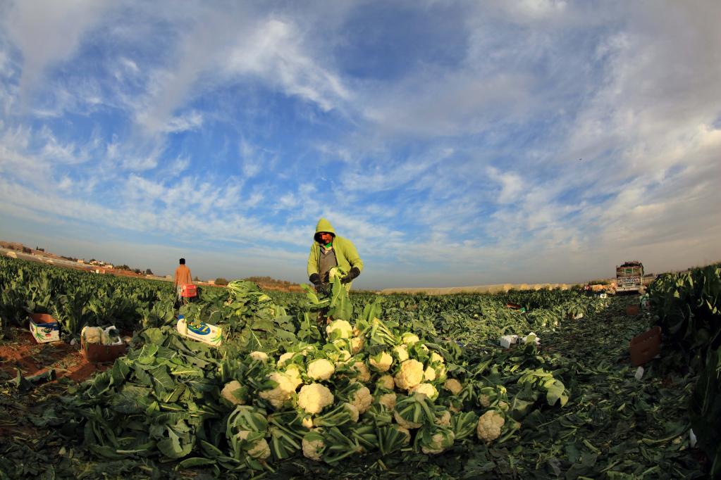 Agricultores cosechan coliflores en un campo en Amán, Jordania