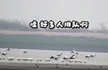 Vida cotidiana de aves migratorias en lago Poyang
