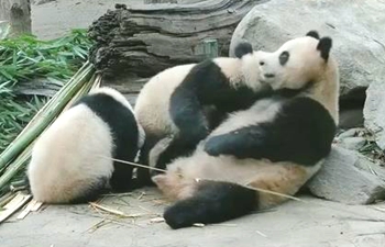 Tres pandas juegan juntos