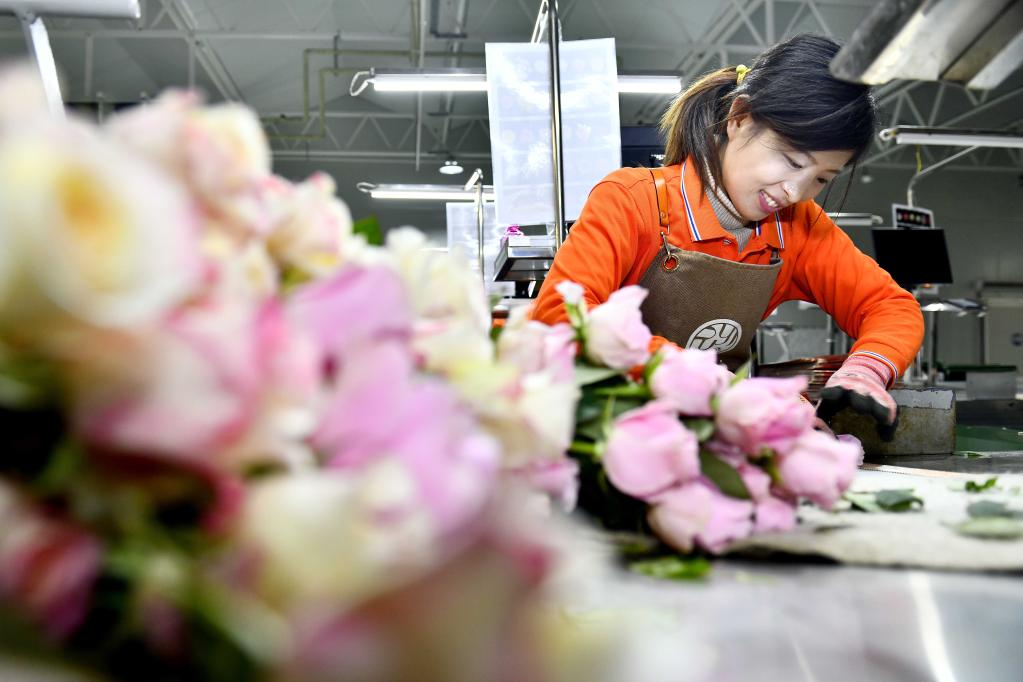 Shandong: Industria de rosa en municipio de Zhaoxian ayuda a aldeanos locales a aumentar sus ingresos