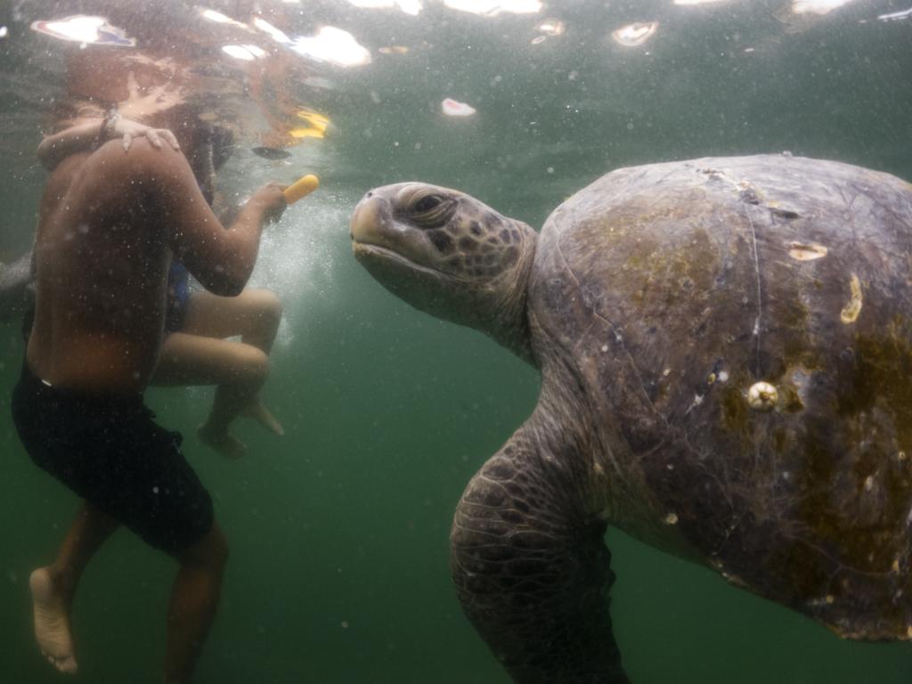 Personas interactúan con tortugas marinas en piscina natural en Máncora, Perú