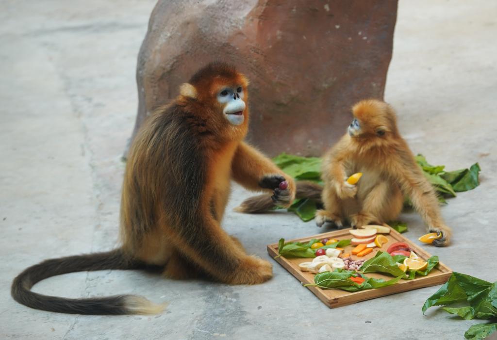 Jiangsu: Monos dorados de nariz chata de Sichuan en Parque Safari Forestal de Nantong