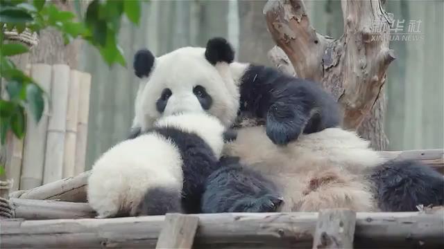 Cachorro de panda gigante pasa tiempo de calidad con su madre