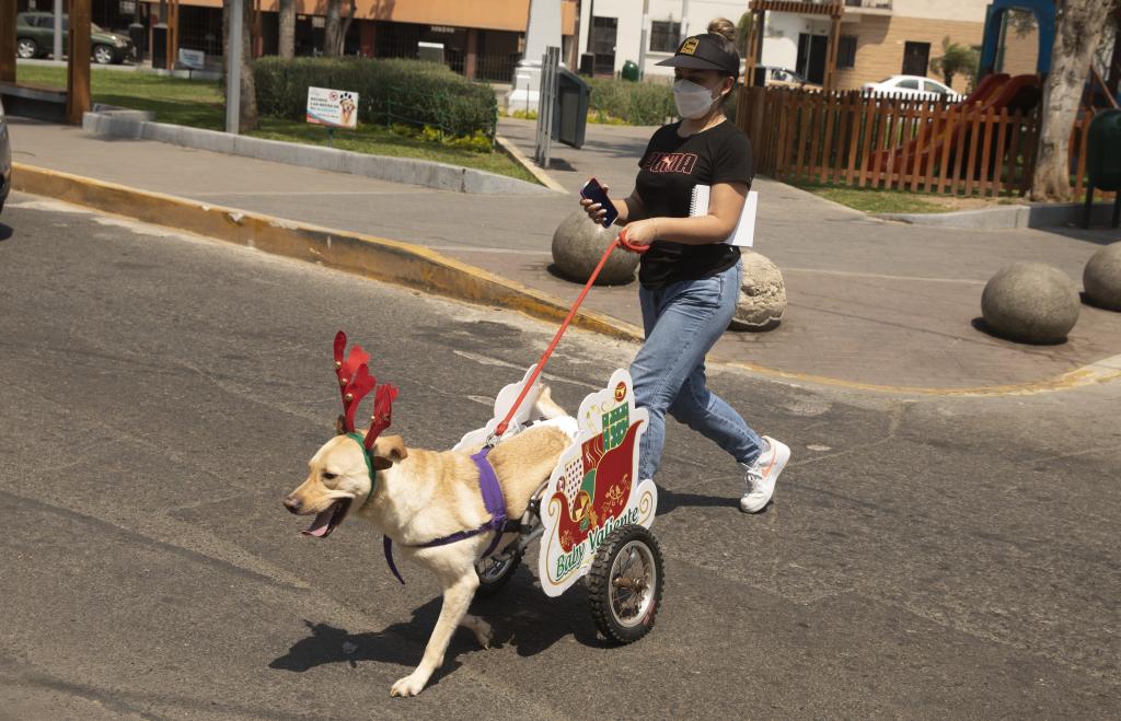 Perros con discapacidad en albergue de perros "Milagros Perrunos" en Lima, Perú