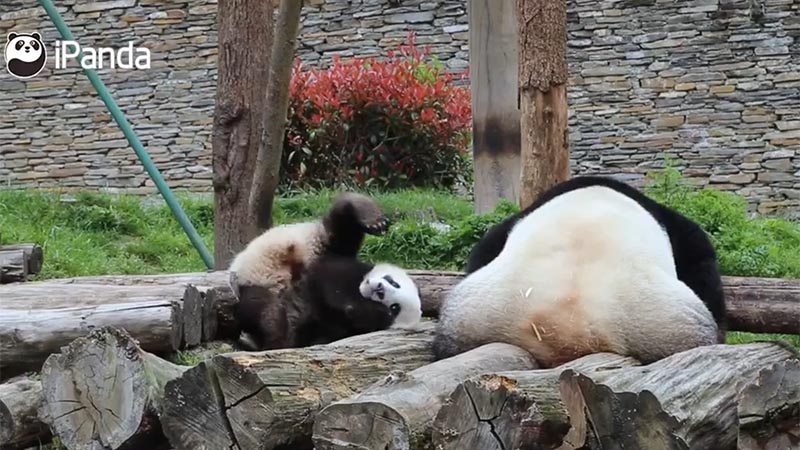Cachorro de panda gigante intenta llamar atención de su mamá